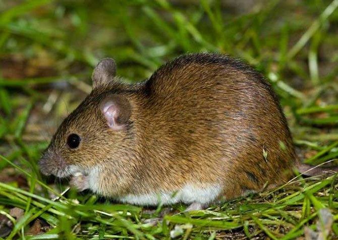 Разновидности мышей: фото и названия
